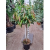 Ficus Amstel King