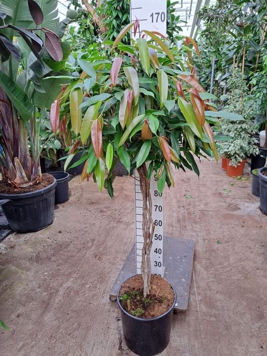 Ficus Amstel King