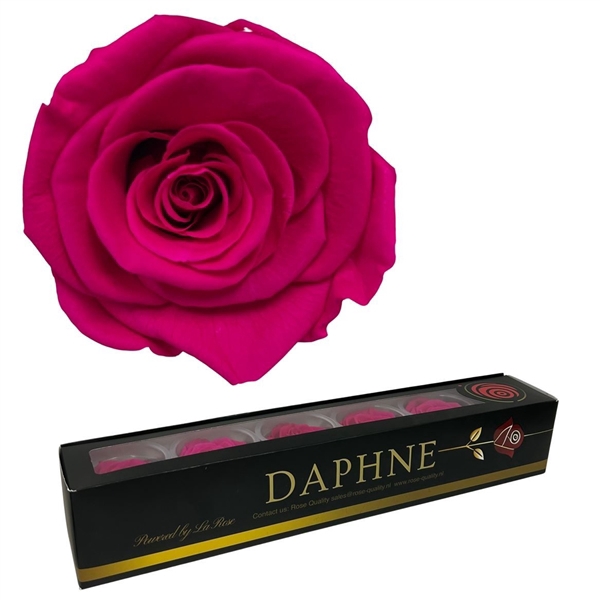 <h4>Preserved Rosa Hot Pink Xl</h4>