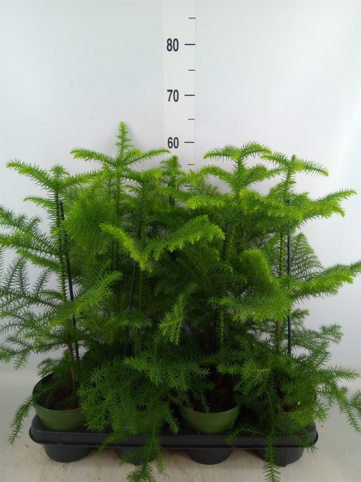 <h4>Araucaria heterophylla</h4>