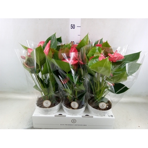 Anthurium andr. 'Livium Ruby'