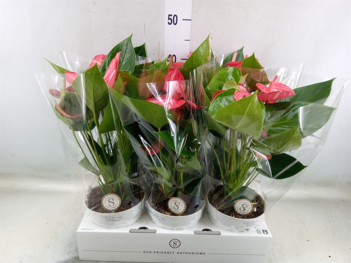 <h4>Anthurium andr. 'Livium Ruby'</h4>