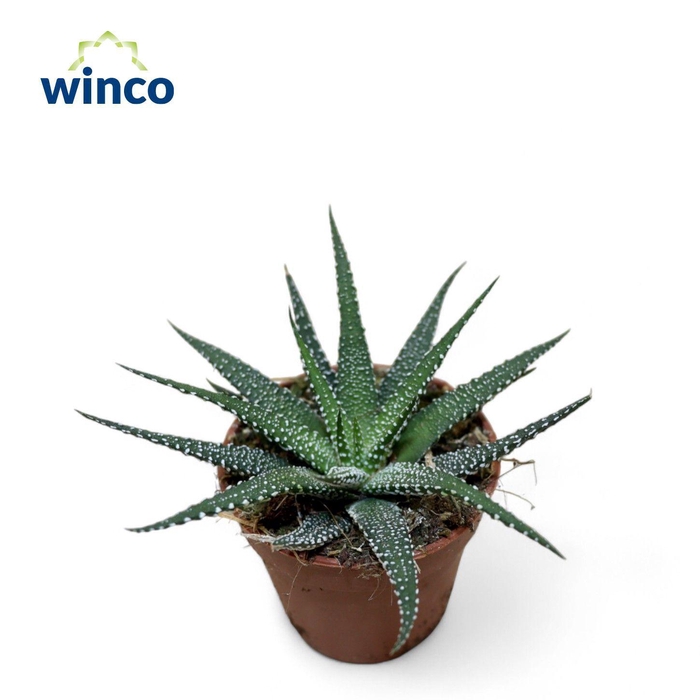 <h4>Haworthia Attenuata Concolor</h4>