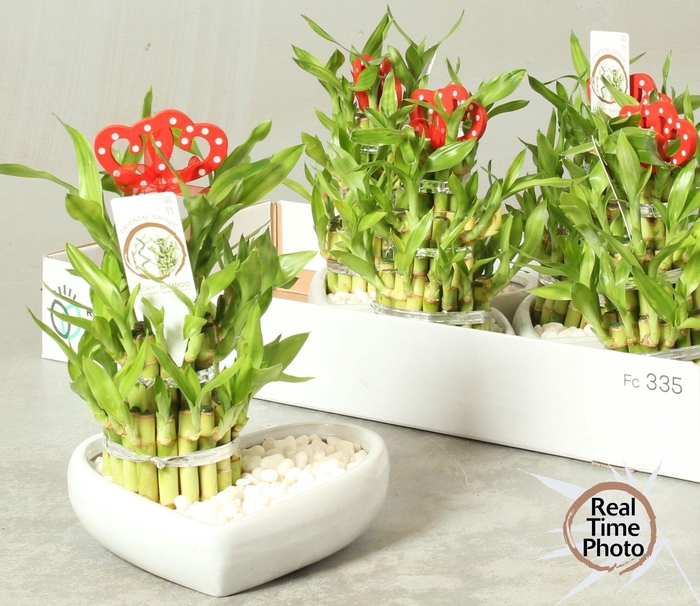 <h4>DRA LUCKY BAMBOO</h4>