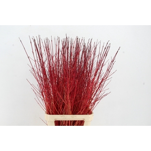 CORNUS SA WINTER BEAUTY PER STEM 120CM
