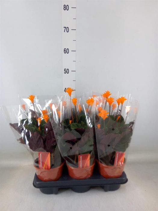 <h4>Calathea crocata</h4>