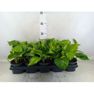 Epipremnum pinn. 'Aureum'