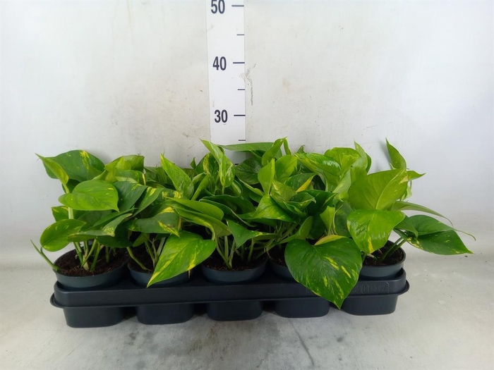 <h4>Epipremnum pinn. 'Aureum'</h4>