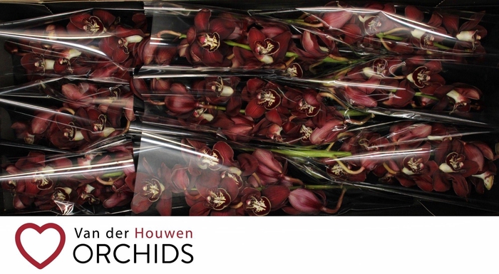 <h4>Flameflor 60 cm</h4>