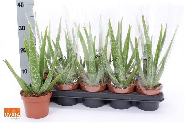 <h4>ALOE VERA</h4>