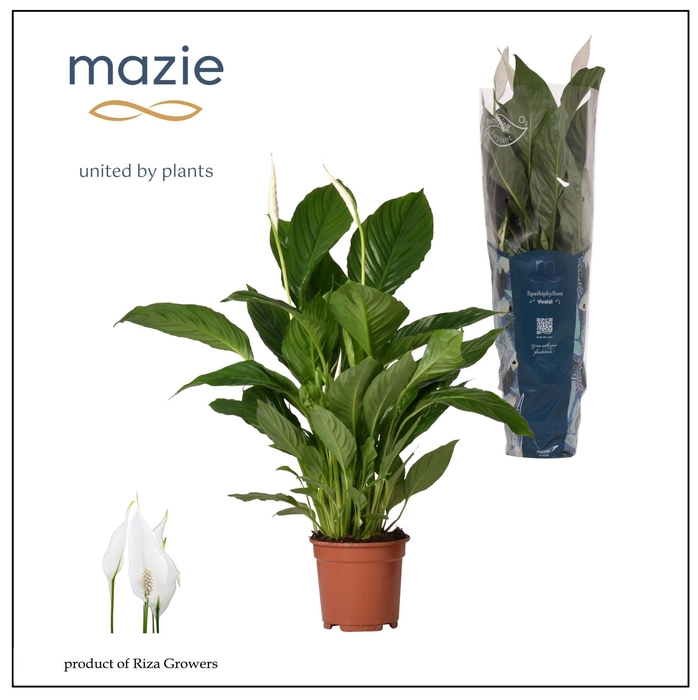 <h4>Spathiphyllum 17 cm Vivaldi Mazie</h4>