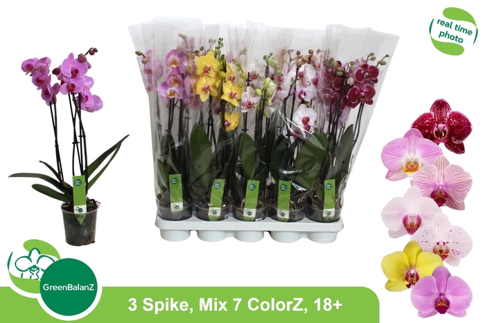 <h4>PHAL GEM 7 KL</h4>