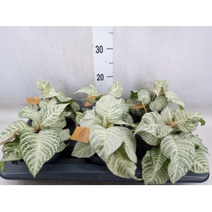 Aphelandra squar. 'White Wash'  NB