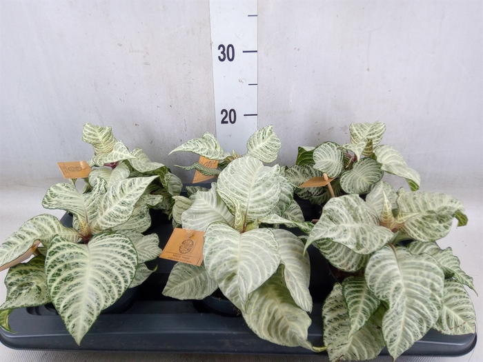 <h4>Aphelandra squar. 'White Wash'  NB</h4>