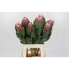 Protea Lady Di