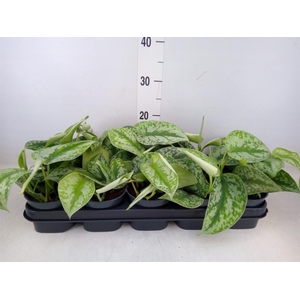 Scindapsus pictus 'Trebie'