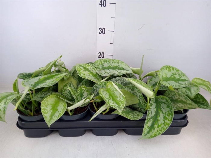 <h4>Scindapsus pictus 'Trebie'</h4>