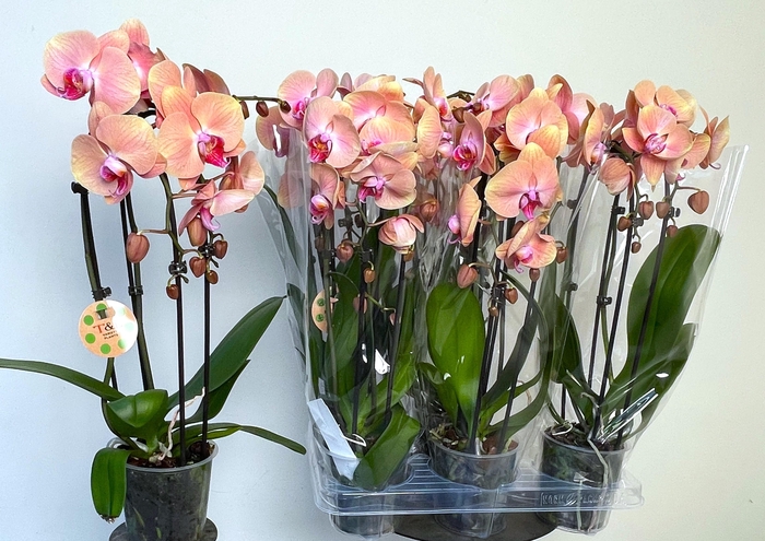 <h4>PHAL EL CASCADE</h4>