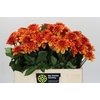 Dahlia American Sunset