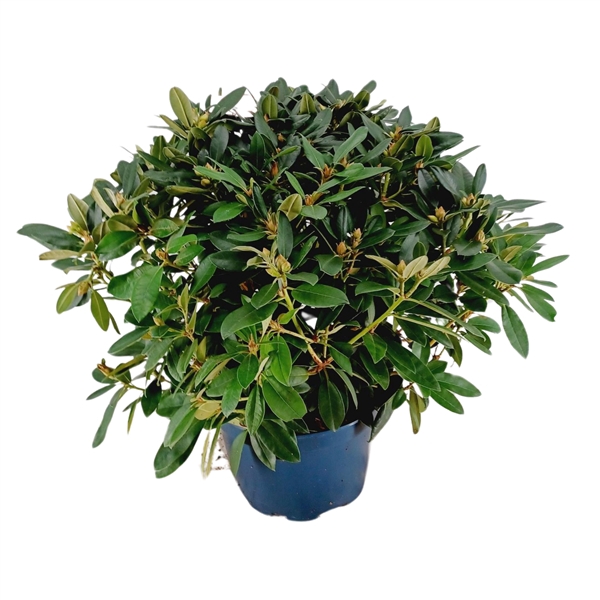 <h4>Rhododendron 70-80 /15 liter 'Percy Wiseman'</h4>