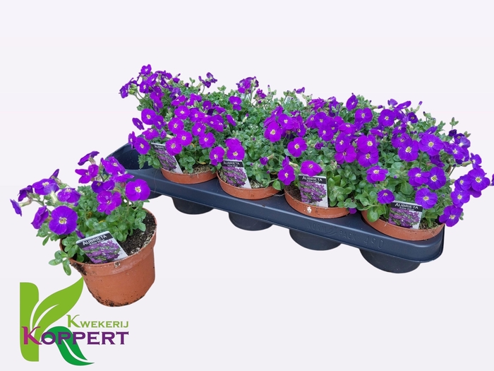 <h4>AUBR GRACILIS KITTE</h4>