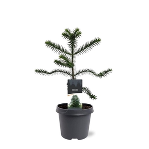 Araucaria araucana
