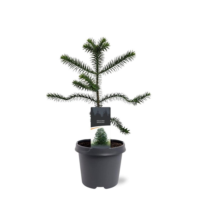 <h4>Araucaria araucana</h4>