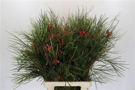 <h4>GREVILLEA JOHNSONII</h4>