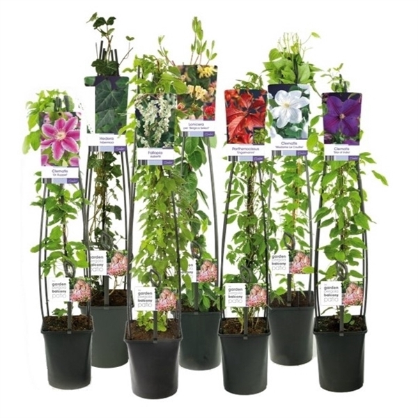 <h4>Mix CC 50% Clematis, 50% Climbers +light label</h4>