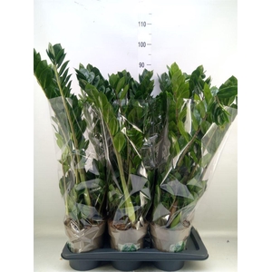 Zamioculcas zamiifolia