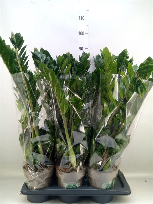 <h4>Zamioculcas zamiifolia</h4>