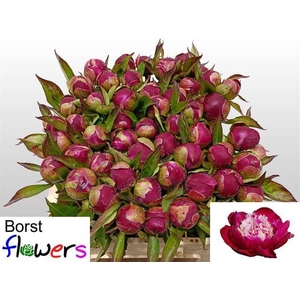 PAEONIA WHITE CAP