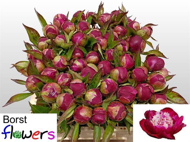 <h4>PAEONIA WHITE CAP</h4>