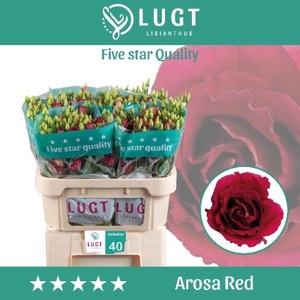 Lis G Arosa Red