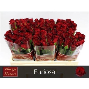 Rosa grootbloemig Furiosa