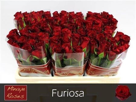 Rosa grootbloemig gemengd in fust