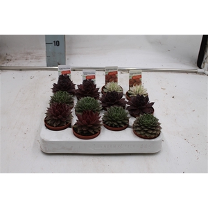 Sempervivum mix in tray