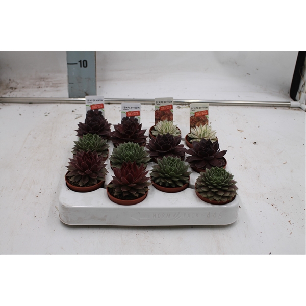 <h4>Sempervivum mix in tray</h4>