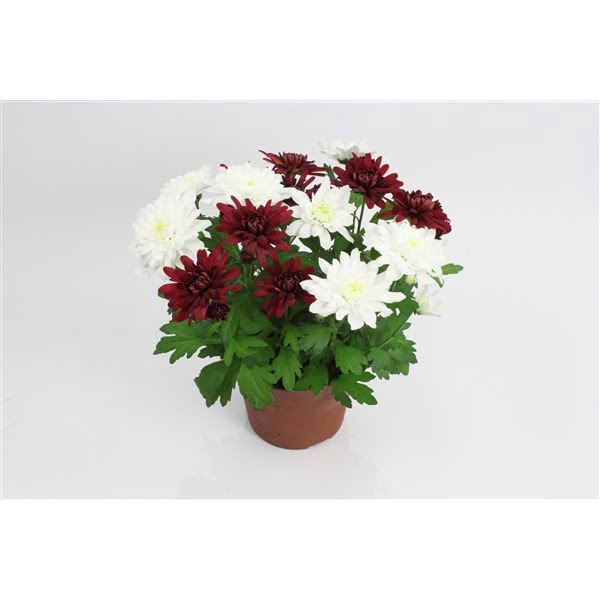 <h4>rood wit mix in de pot 14 cm (Kerst)</h4>