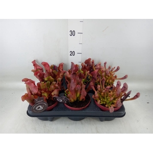 Sarracenia   ...