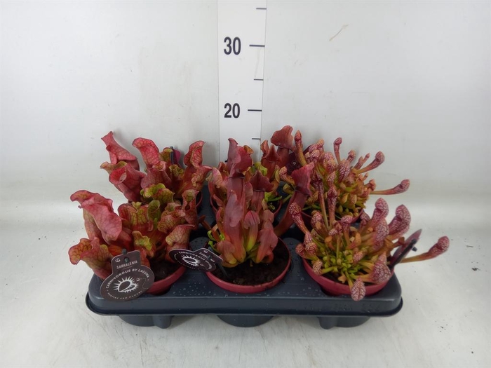 <h4>Sarracenia   ...</h4>