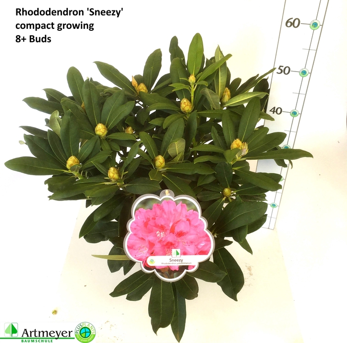 <h4>RHOD YA SNEEZY</h4>