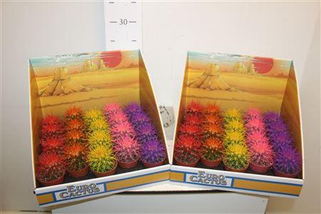 <h4>Echinoc Grusonii</h4>