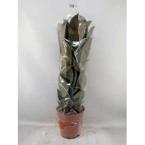 Ficus elastica 'Abidjan'