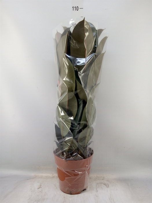 <h4>Ficus elastica 'Abidjan'</h4>