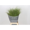Panicum Fountain