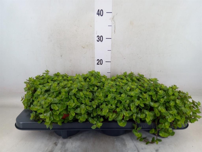 <h4>Callisia repens</h4>