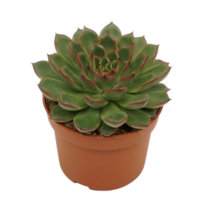 <h4>Echeveria</h4>