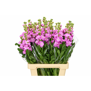 Matthiola Iron Pink