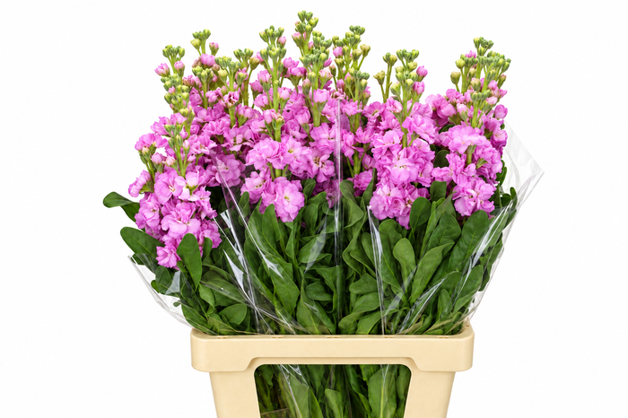 <h4>Matthiola Iron Pink</h4>